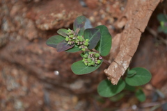 Euphorbia indica